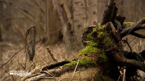 Ein alter Baumstumpf liegt bewachsen mit Moos auf dem Boden in einem Wald bei Ratekau. © NDR 