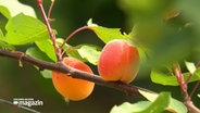 Zwei Aprikosen reifen an einem Ast eines jungen Aprikosenbaums in Schleswig-Holstein. © NDR 