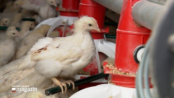 Ein weißes Küken sitzt auf einer Stange an einem Futterspender in einem Hühnerstall. © NDR 