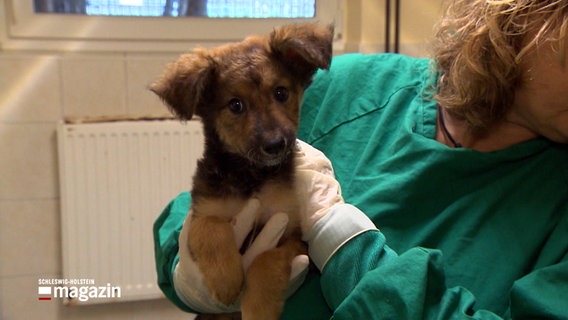 Eine Mitarbeiterin einer veterinären Einrichtung hält einen Welpen in ihren Händen. © NDR 