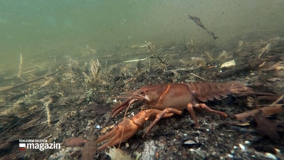 Ein Edelkrebs krabbelt auf dem Grund eines Gewässers. © NDR 