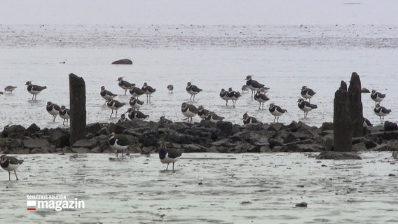 Vögel sitzen auf einer Sandbank in der Elbmündung der Wedeler Marsch. © NDR 