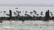 Vögel sitzen auf einer Sandbank in der Elbmündung der Wedeler Marsch. © NDR 