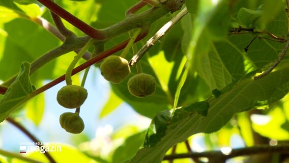 Ein Baum mit einigen Kiwi-Früchten daran © NDR Foto: NDR Screenshots