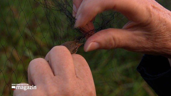 Ein in einem Netz gefangener Vogel wird behutsam von zwei Händen befreit. © NDR Foto: NDR Screenshots