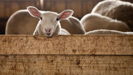 Schafe im Stall © NDR Foto: Claudia Timmann