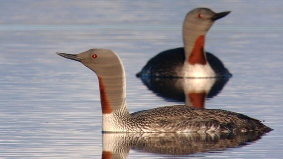 Sterntaucher im Wasser © NDR/Uwe Anders 