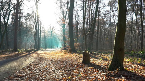Hannovers Stadtwald Eilenriede. Eine junge Frau soll hier vergewaltigt worden sein. © NDR/novofilm 