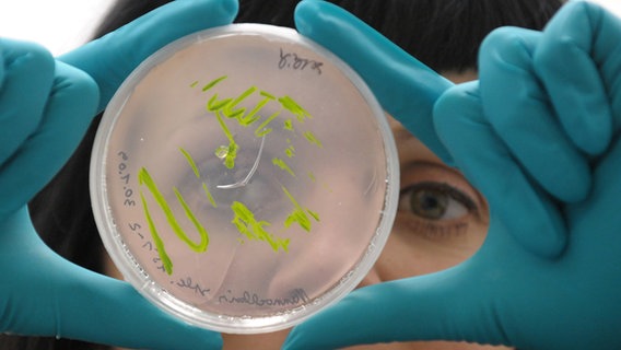Eine Frau schaut sich Algen in einer Petrischale an. © picture-alliance / ZB Foto: Peter Endig
