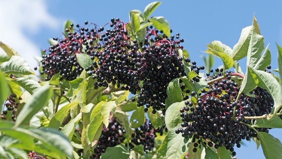 Schwarze Holunderbeeren am Strauch Schwarze Holunderbeeren am Strauch © fotolia Foto: M. Schuppich