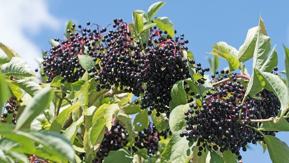 Schwarze Holunderbeeren am Strauch © fotolia Foto: M. Schuppich