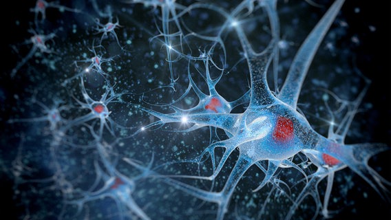Schematische Darstellung von Nervenzellen. © PantherMedia Foto: vitstudio
