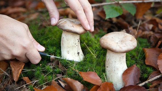 Pilzsammler schneidet Pilz im Gehölz © colourbox Foto: -