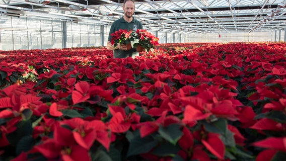 Ein Meer von Weihnachtssternen - ganz klassisch rot mögen ihn viele zum Fest am liebsten. © NDR/Hellwig Film GmbH 