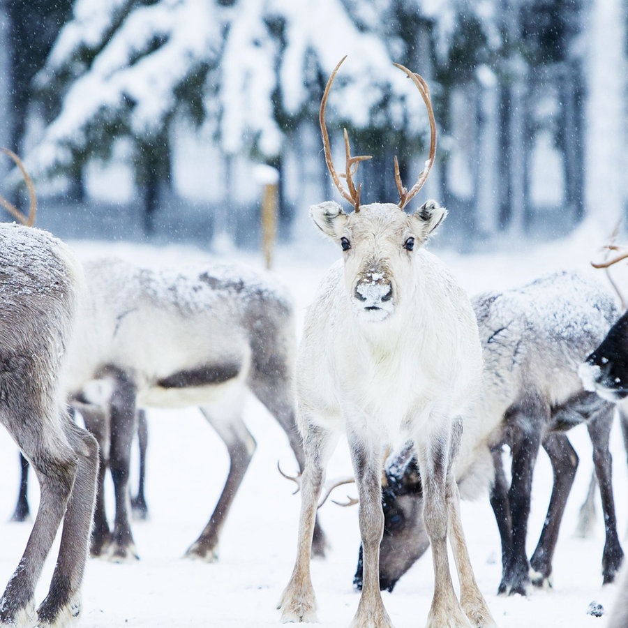 Rentiere in einem verschneiten Wald. Zwischen grauen Tieren, steht ein weißes Rentier und schaut in die Kamera. © picture alliance/dpa/Kaisa Siren | Kaisa Siren 