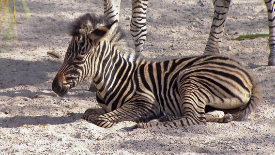 Zebrafohlen liegt auf dem Boden. © NDR 