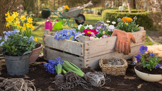 Frühlingsblumen in einer Kiste und Übertöpfen © fotolia Foto: Jeanette Dietl