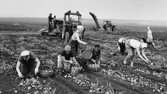 Frauen sammeln 1967 auf Feldern einer LPG in der DDR Kartoffeln ein. © picture-alliance/ ZB Foto: Dieter Demme
