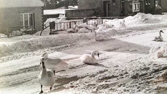 Schwäne kommen im Schneewinter 1979 auf der Suche nach Nahrung in das Dorf Glowe auf Rügen. © NDR Foto: Anngret Bokemüller