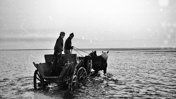 Ein Pferdefuhrwerk steht nim Wasser © NDR Foto: unbekannt