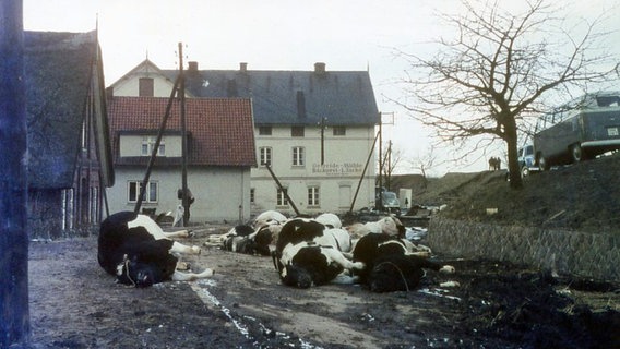 Tote Rinder auf einem Hof in Hamburg-Francop nach der Sturmflut 1962. © NDR/Monika Genz 