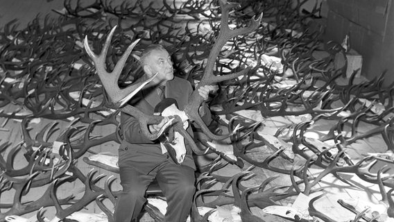 Für die bevorstehende Jagd-, Forst- und Holzausstellung in München 1963 begutachtet ein Mann mehr als 2.000 eingetroffene Jagdtrophäen aus der ganzen Bundesrepublik. © picture alliance / Georg Göbel Foto: Georg Göbel