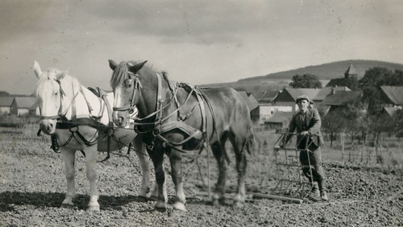 Historisches Foto von einem Pferdefuhrwerk mit Landarbeiter auf einem Acker © Archiv Ortsheimatpflege Güntersen 