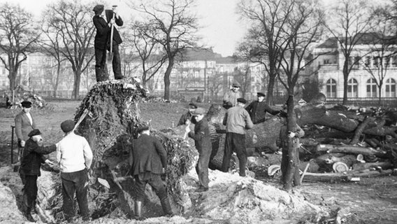 Arbeiter entfernen 1934 Bäume auf dem ehemaligen Dammtorfriedhöfen in Hamburg. © Peter Plomin 