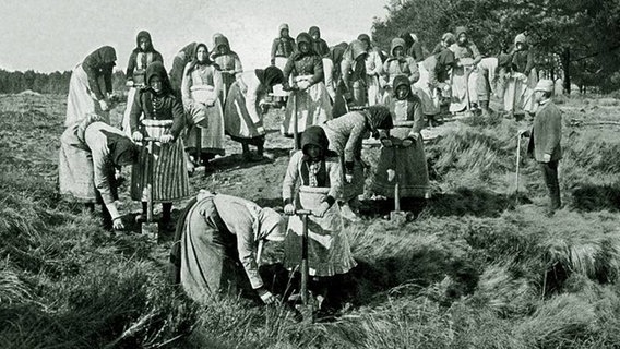 Kulturfrauen bei der Aufforstung im Harz, historische undatierte Aufnahme. Kulturfrauen bei der Aufforstung im Harz, historische undatierte Aufnahme. © Niedersächsische Landesforsten