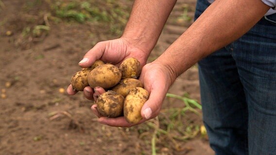 Kartoffeln auf einer Hand. © © NDR/ECO Media 