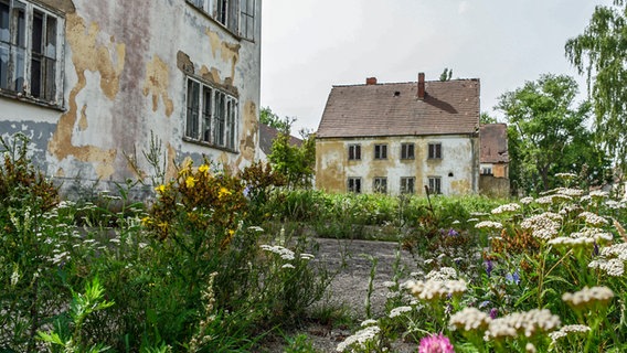 Verfallende Häuser auf der Halbinsel Wustrow stehen hinter Blumen, die aus Asphalt sprießen. © NDR Foto: Daniel Sprenger