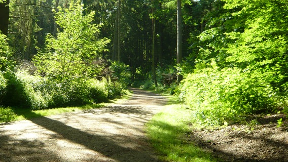 Ein Waldweg im Volkspark Altona. © Dirk Hempel Foto: Dirk Hempel, NDR.de