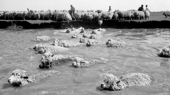 Mehrere Schafe schwimmen in einem Priel in Friedrichskoog. © Landesarchiv Schleswig-Holstein/LASH Abt. 2003.2 Nr. 678 Foto: Gerhard Garms