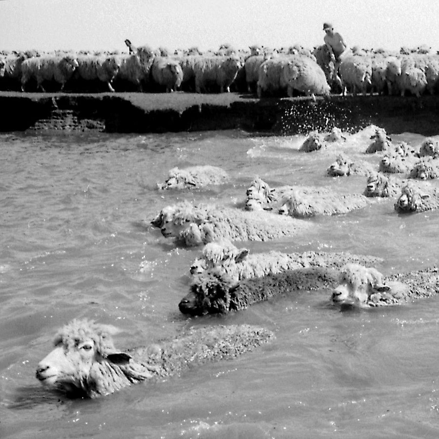 Mehrere Schafe schwimmen in einem Priel in Friedrichskoog. © Landesarchiv Schleswig-Holstein/LASH Abt. 2003.2 Nr. 678 Foto: Gerhard Garms