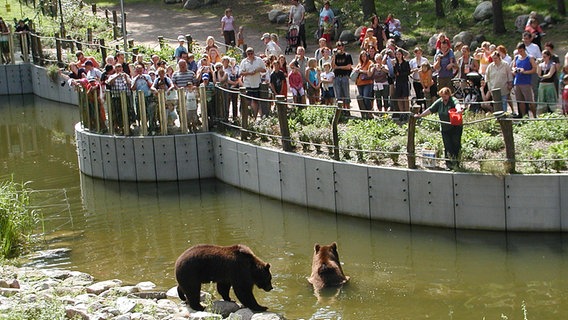 zwei Braunbären im Wildpark Güstrow © Natur- und Umweltpark Güstrow gGmbH 