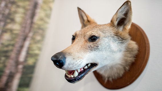 Der präparierte Kopf eines Wolfs, der auch als "Würger vom Lichtenmoor" bekannt war und im Jahr 1948 erlegt wurde, hängt im Museum. Der präparierte Kopf eines Wolfs, der auch als "Würger vom Lichtenmoor" bekannt war und im Jahr 1948 erlegt wurde, hängt im Museum. © picture alliance/dpa Foto: Hauke-Christian Dittrich