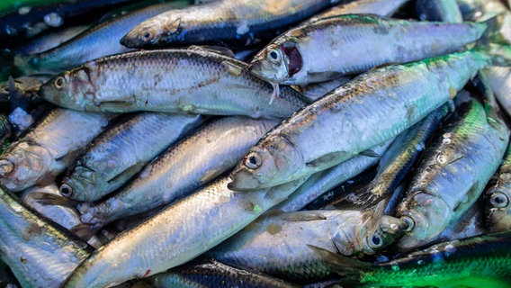 Das Bild zeigt eine Anhäufung gefangener Heringe, mutmaßlich in einer Fischkiste. © dpa bildfunk Foto: Jens Büttner