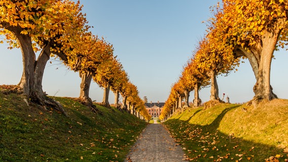 Die Festonallee des Schlosses Bothmer in Klütz während der letzten sonnigen Tagen im November zeigt sich in einem bunten Herbstkleid. © NDR Foto: Helmut Strauß aus Grevesmühlen