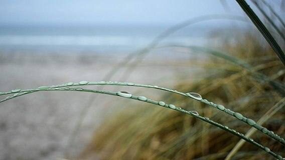 Corinna schreibt zu ihrem Bild: "Der Himmel weint und hinterlässt seine Tränen auf den Dünengräsern am Strand in Juliusruh. Selbst bei diesem Wetter stelle ich wieder fest, wie
faszinierend unsere Natur ist." © NDR Foto: Corinna Schaak aus Altenkirchen
