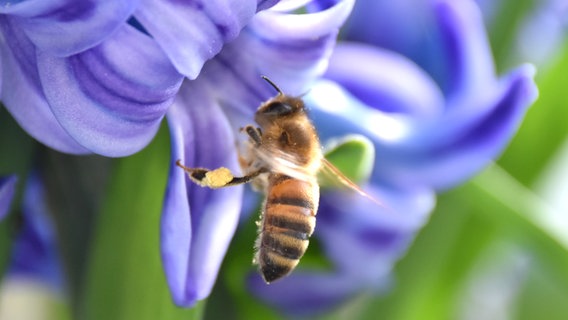 Eine Biene nähert sich einer Blüte. © NDR Foto: Sigrid Rehm aus Rostock