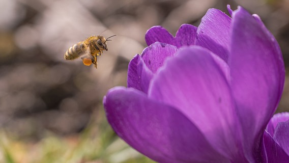 Frühblüher und eine Biene. © NDR Foto: Hans-Joachim Wloczyk aus Neustrelitz