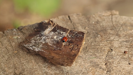 Ein Marienkäfer auf Holz. © NDR Foto: Margitta Kloth aus Gützkow