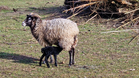 Ein Schaf mit einem schwarzen Lamm. © NDR Foto: Christine Kunkel aus Wittenförden