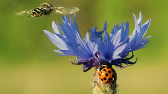 Schwebfliege und Marienkäfer an einer Kornblume. © NDR Foto: Heike Helfert aus Malchow