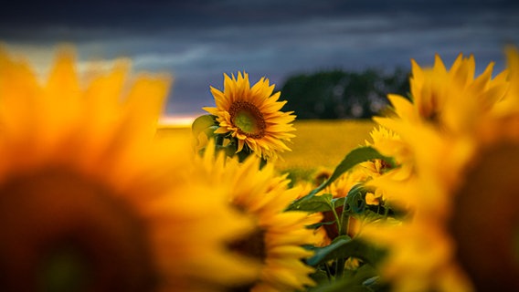 Ein Sonnenblumenfeld vor dunklem Himmel. © NDR Foto: Sabine Steinicke aus Rostock