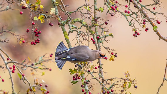 Ein Sibirischer Seidenschwanz mit Beere im Schnabel. © NDR Foto: Klaus Haase aus dem Ostseebad Prerow