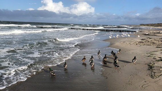 Enten und Möwen am Ostsee-Strand © NDR Foto: Marianne Schreiber aus Rostock