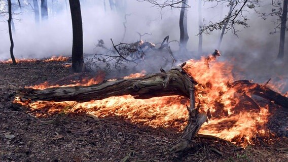 Ein Brand in einem Wald. © Freiwillige Feuerwehr Nordhorn 