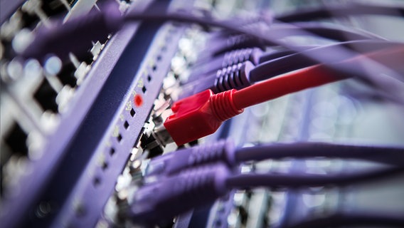 LAN-Kabel stecken in einem Server © Colourbox Foto: -