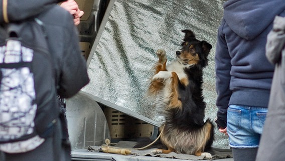 Hund macht Männchen © NDR Foto: Claudia Timmann
